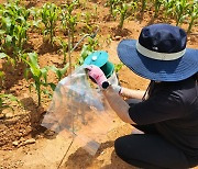 고흥 옥수수 영향 열대 거세미 나방 발생, 긴급 지원