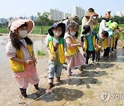 안양천 생태텃논에서 모내기 체험