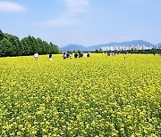 구리 유채꽃 축제 3일간 27만명 방문