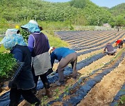 단양군, 농번기 일손돕기 인력중개센터 운영