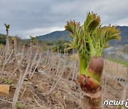 '두릅 땄다가 절도 혐의' 60대 남녀 즉결심판으로 감경처분