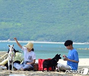 '댕댕이 전용 해수욕장?'…거제 '댕수욕장’ 7월 1일 개장