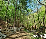 금산군, ‘한국 산티아고 순례길’ 진산성지 6.8km 숲길 정비 완료