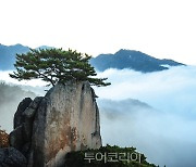  "힐링? 의림지 한방 치유숲길 걸어봐요!"...제천시 전구간 개방