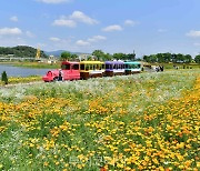 장성 황룡강 洪(홍)길동무 꽃길축제에서 음식영화·남도국악에 취하고!