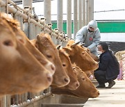 20일까지 구제역 긴급백신 접종… 염소 농장에서도 발생