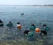 제주 해녀 5년 만에 19% 감소…70살 이상이 65% ‘고령화’