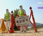 충북 '구제역' 확산‥전국 긴급 백신 명령