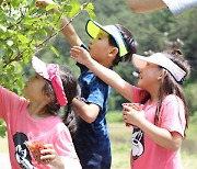 양양에서 앵두따기 체험하세요… 19일부터 '앵두사랑 축제'