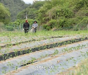 “내일 또 일하러 올게요”···농촌 인력난 ‘공공 계절근로자’가 채운다[현장에서]