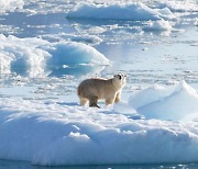 WMO “2027년까지 연평균 기온 1.5도 상승할 확률 66%”