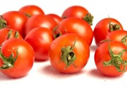 물 안줬더니 '뾱뾱'거리는 토마토...식물자동재배 연구 기대