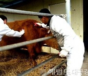 안동시, 구제역 긴급백신 접종 명령…위반 시 1,000만 원 이하 과태료 처분