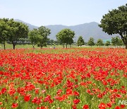 꽃양귀비 만발한 밀양 삼문둔치