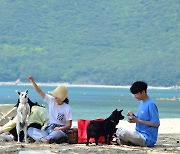 개들도 와라, 거제 명사해수욕장 '댕수욕장' 7월 개장