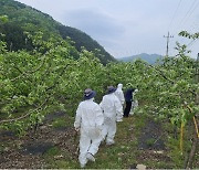 충북 충주서 과수화상병 추가 발생…누적 6건, 1.9ha 확대