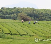 제주 녹차밭 풍경