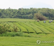 제주 녹차밭 풍경