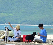 "댕댕아 같이 놀자"…거제시, 반려동물 해수욕장 7월 개장