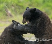 Britain Cubs