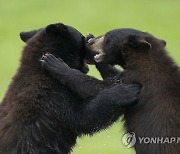 Britain Cubs