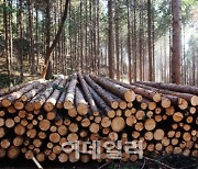 산림녹화 성공하고도 수입산에 의존…年 7.5조 국부유출은 덤