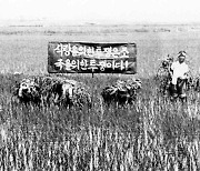 노동신문, 한국전쟁 시기 농민들의 '식량 증산' 투쟁 조명