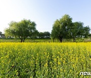 고양 '창릉천 유채꽃 축제' 20일 강매석교공원서 개막