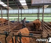 경남 함안군, 구제역 방역 총력…20일까지 긴급 백신접종