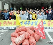 "제주산 마늘 수급 불안"…농민들, 정부에 대책 마련 촉구