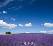 모두투어, '여름을 시원하게 북해도로 가자' 광고 영상 공개