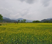 포천시, 협곡위  ‘한탄강 생태경관단지 봄꽃정원’ 무료 개방..유채.메밀꽃 만끽