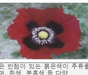 울산 아파트 화단에 빨간 꽃 수십 그루...마약류 양귀비였다