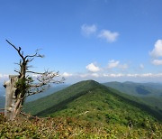 [한국의 산티아고 - 운탄고도를 가다] 10. 자연과 광부의 삶 공존하는 귀한 존재