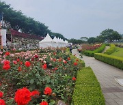 '5월의 여왕' 장미 대궐 보러 오세요… 삼척장미축제 20~24일 개최