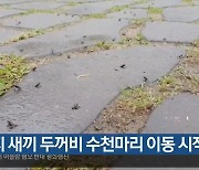 망월지 새끼 두꺼비 수천마리 이동 시작