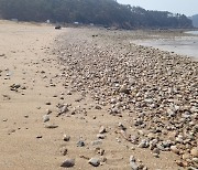 인천 왕산해수욕장 ‘모래 실종’…이러다 문 닫을 판