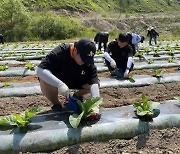 화천군청 공무원들 농촌 들녘으로 출동… 일손돕기 '구슬땀'