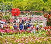 울산시 장미축제…울산대공원에 300만 송이 만개