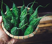 ‘천연 인슐린’ 여주...찬 소금물에 10분...쓴 맛이 줄어든다