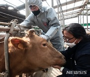 부안군, 소··돼지 사육농가에 구제역 백신 접종 명령