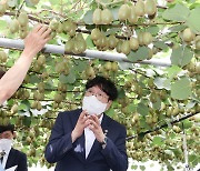 생산량 전국 1위…제주 키위 농가 증가세