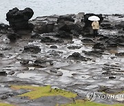 비 내리는 제주, 돌염전 산책