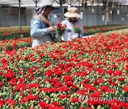 [게시판] aT 화훼사업센터, 화훼문화진흥 전담기관으로 선정