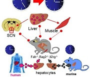 [사이테크+] "생쥐 간에 사람 간세포 이식했더니…생체리듬이 변했다"