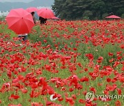 꽃양귀비 장관 이룬 붉은 바다