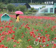 개막 앞둔 용수골꽃양귀비 축제장