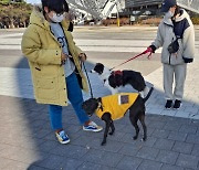 "맹견 키우시나요, 신고하셨나요?"…서울시, 반려동물 집중 지도