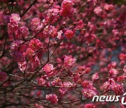 영암군 "귀농귀촌인 가정에 기념수 심어요"