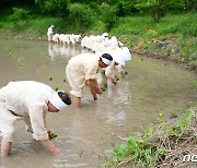 [풍경] 충북 영동서 충북무형문화재 6호 '설계리 농요' 시연